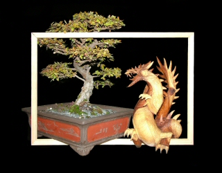 View and purchase some wonderful photos by Yiipeeia of Bonsai Trees.